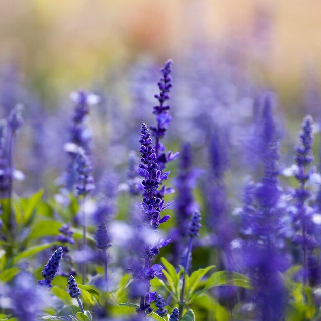 Lavendel bloemen close-up selectieve focus