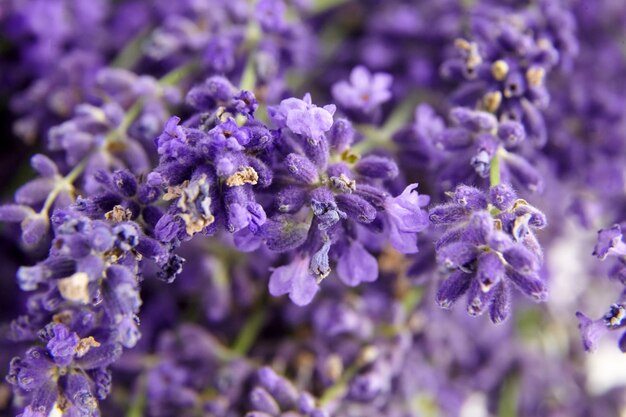 Lavendel bloemen close-up