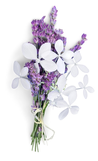 Lavendel bloemen geïsoleerd op witte achtergrond