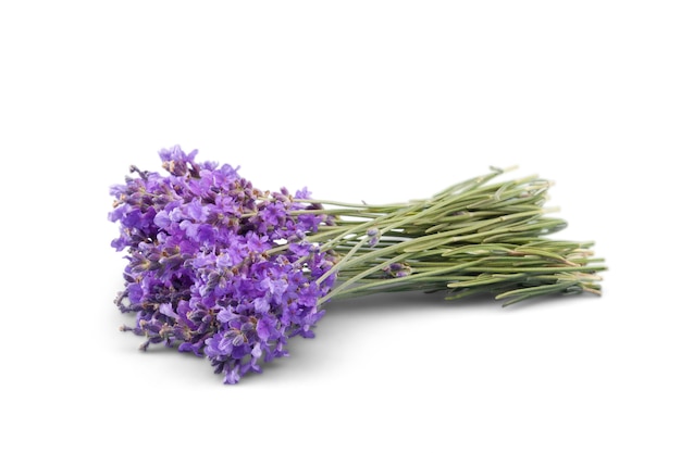 Lavendel bloemen geïsoleerd op witte achtergrond