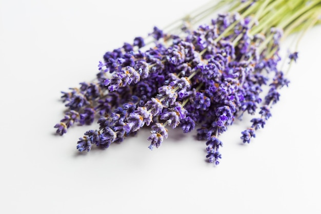 Lavendel bloemen geïsoleerd op witte achtergrond