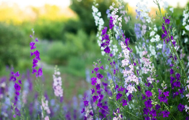 lavendel bloemen in het veld, zomer achtergrond