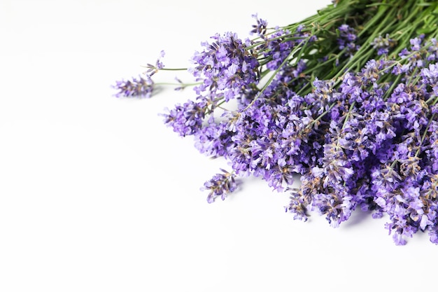 Lavendel bloemen op witte achtergrond ruimte voor tekst