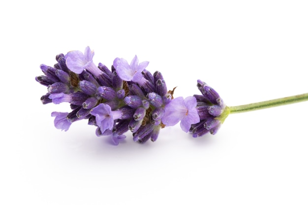 Lavendel bloemen.