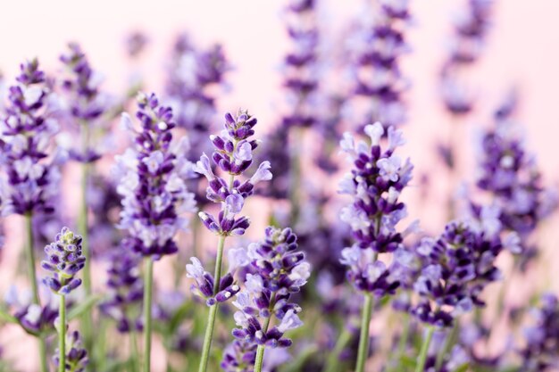 Lavendel bloemen.