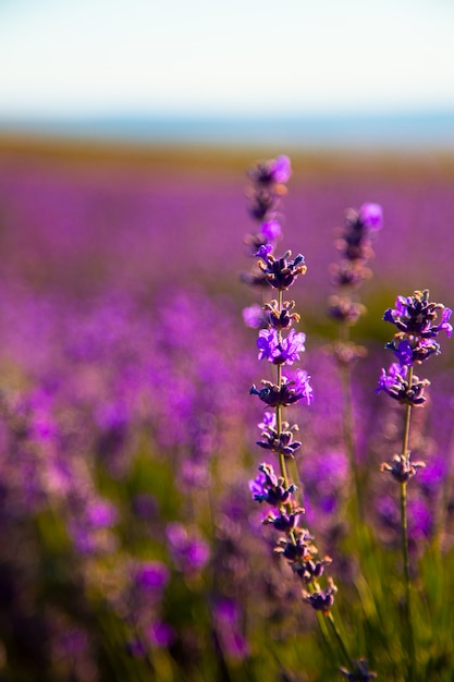 Lavendel bloemen