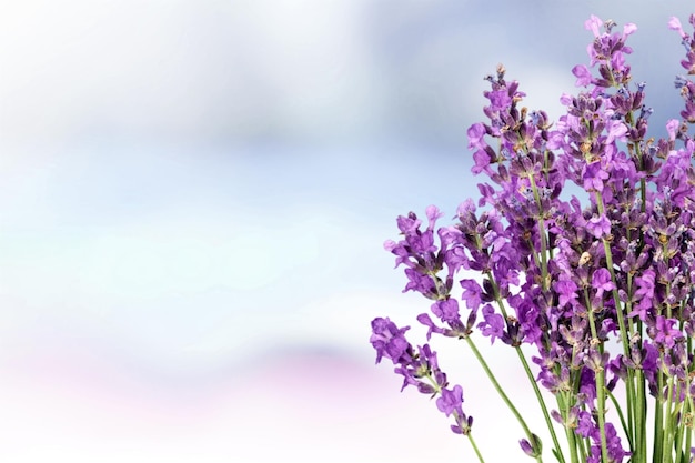 Lavendel bloemen