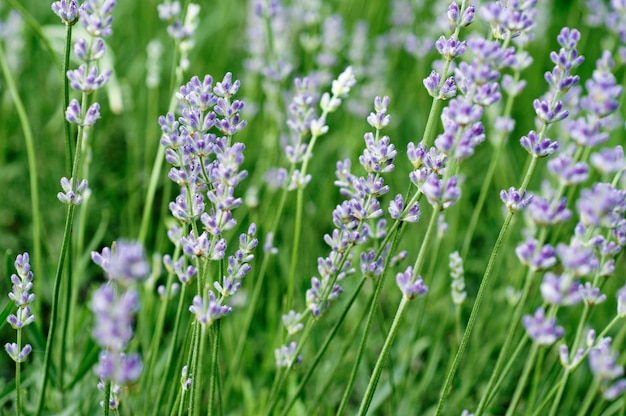 lavendel bloemen