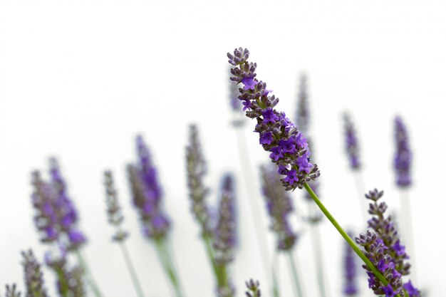 Lavendel bloemen