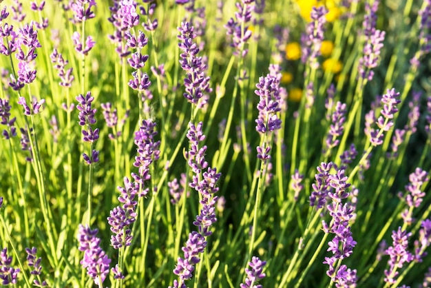 Lavendel bush bloeiende close-up. Selectieve focus