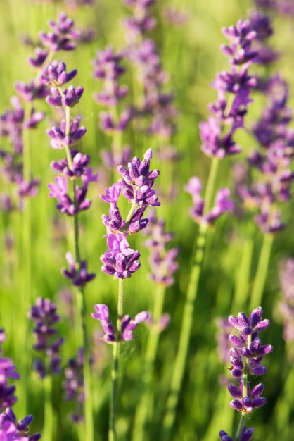 Lavendel bush bloeiende close-up. Selectieve focus