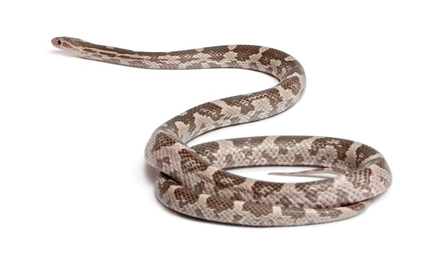 Lavendel Corn Snake of Red Rat Snake Pantherophis guttatus voor witte achtergrond