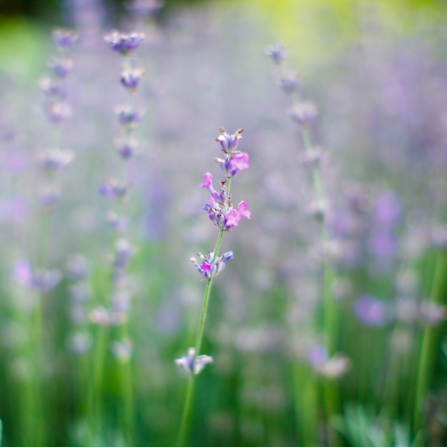 Lavendel. de natuur