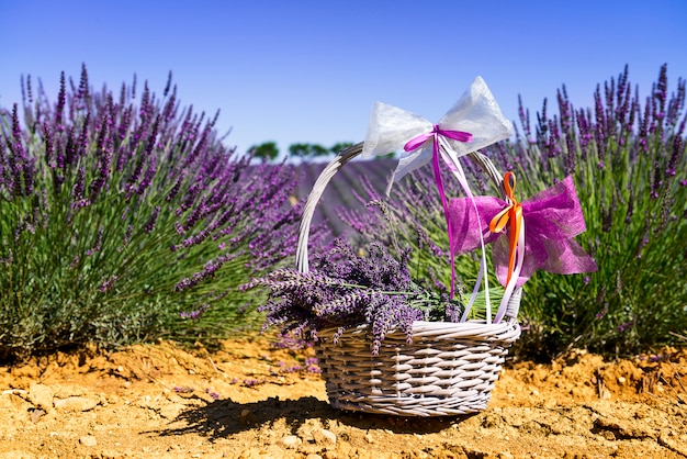 Foto lavendel geest