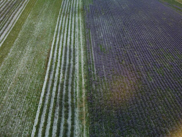 Lavendel geurende velden in eindeloze rijen met bloeiende bloemen luchtfoto drone paars veld tegen