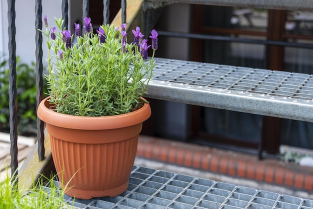 Lavendel groeit in pot op de trap Stadstuin met bloemen en kruiden om te koken