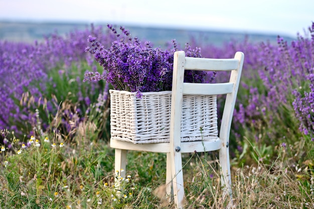 Lavendel in de mand op met stoel in het lavendelgebied