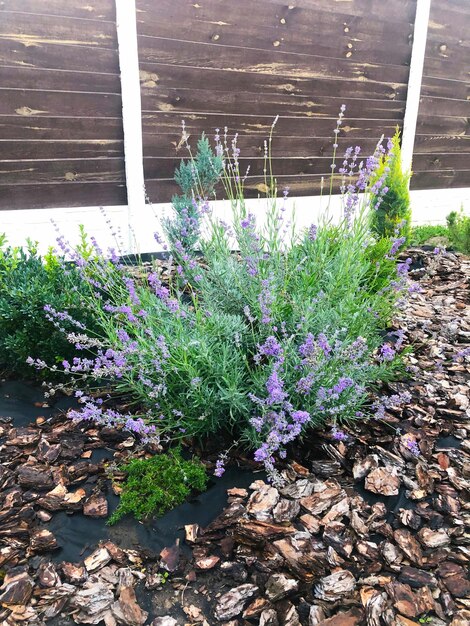 Lavendel in schors in de tuin. Foto van Groeiende Natuur.