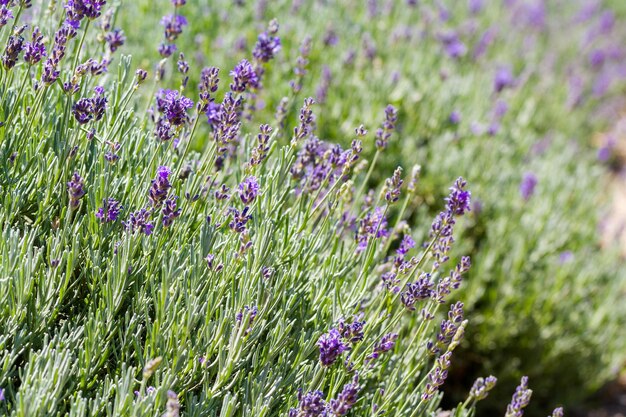 Lavendel in volle bloei op lavendelboerderij.