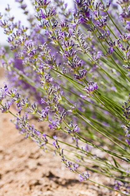 Lavendel in volle bloei op lavendelboerderij.