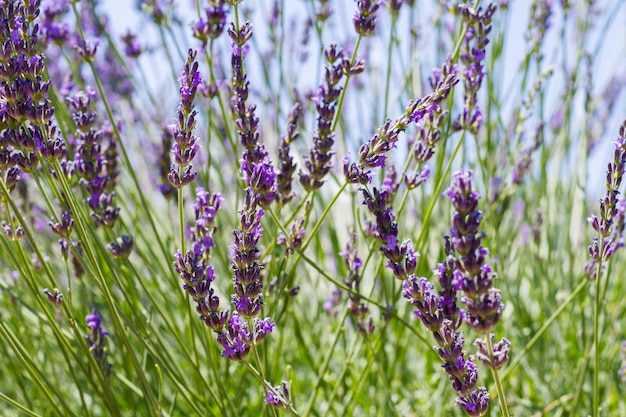 Lavendel in volle bloei op lavendelboerderij.