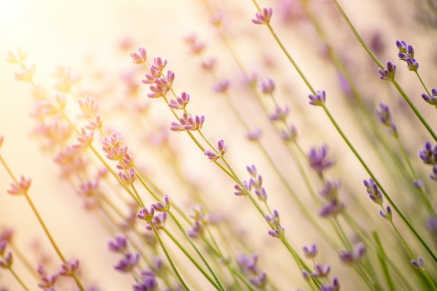 Lavendel mooie bloemen