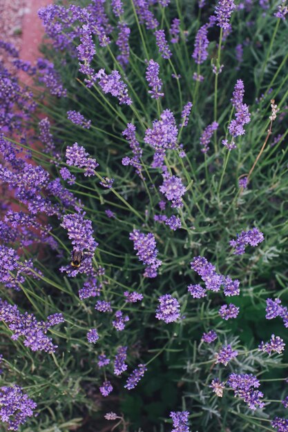 Lavendel paarse bloemen bloeien in een tuin selectieve focus