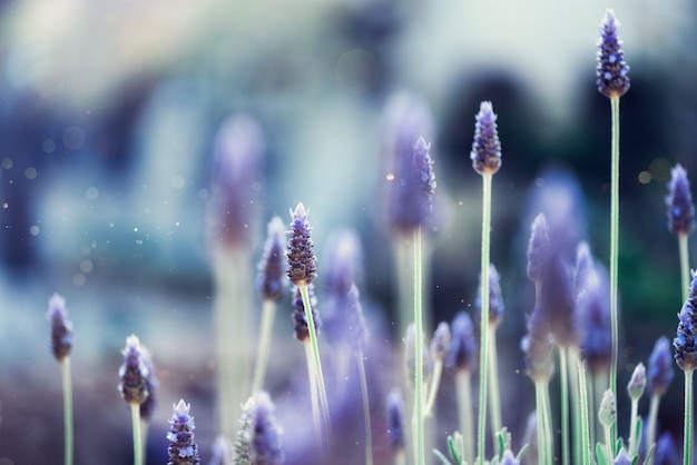 Lavendel plant veld. Lavandula angustifolia bloem. Bloeiende violette wilde bloemenachtergrond met exemplaarruimte.