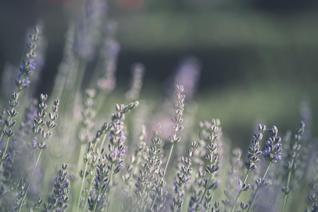 Lavendel struik close-up