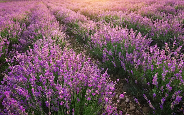 Lavendel textuur. Samenstelling van de natuur.