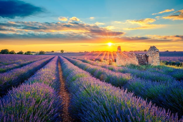 Lavendel veld bij zonsondergang