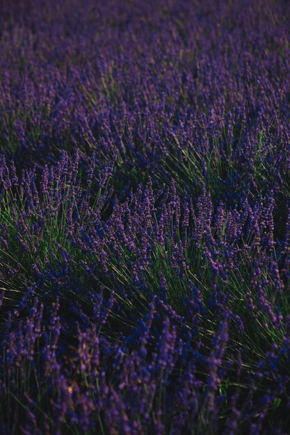 Lavendel veld close-up