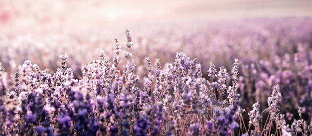 Lavendel veld in de zomer. Aromatherapie. Nature Cosmetics.