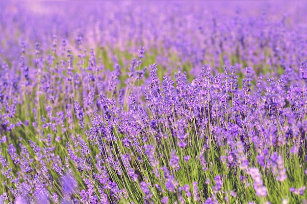 Lavendel veld in de zomer