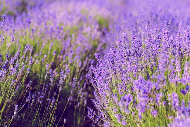 Lavendel veld in de zomer