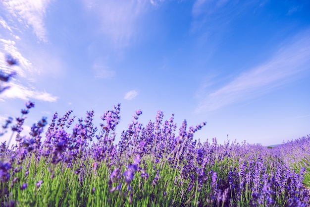 Lavendel veld in de zomer