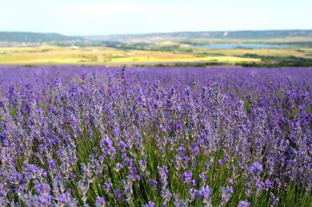 Lavendel veld in de zomer