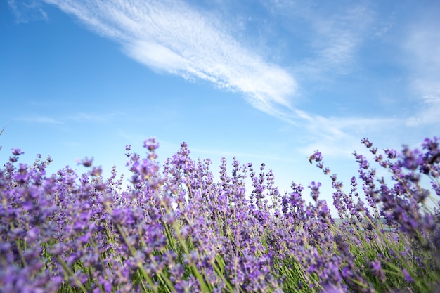 Lavendel veld in de zomer