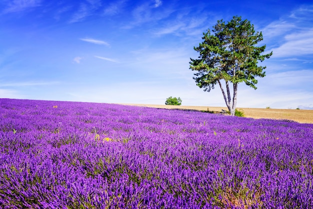 Lavendel veld