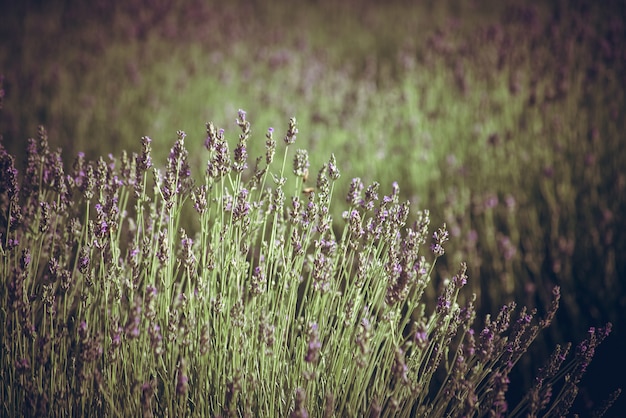 Lavendel veld