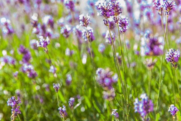 Lavendel veld