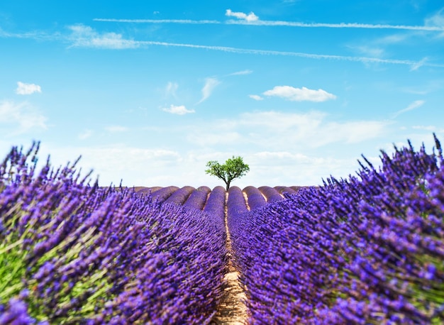 Lavendel velden landschap met eenzame boom in de buurt van Valensole, Provence, Frankrijk. Selectieve focus