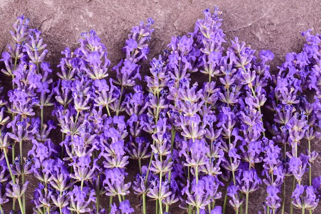 Lavendel Verse lavendelbloemen op een grijze achtergrond