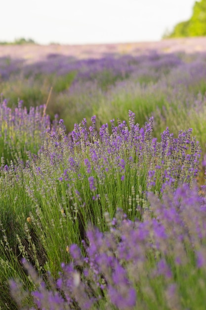 lavendelblauwe veld