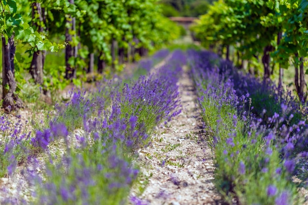 Lavendelblauwe veld