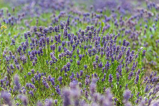 lavendelblauwe veld