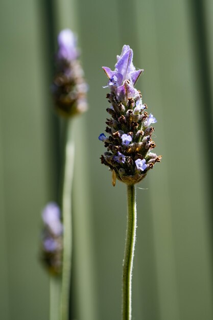 Lavendelbloem met groene achtergrond