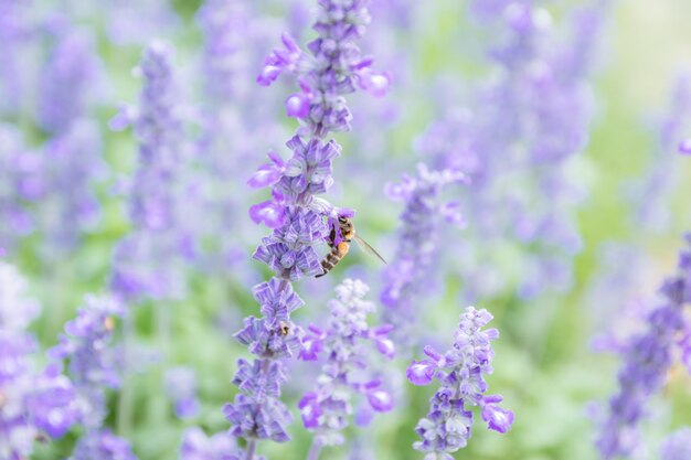 Lavendelbloem mooi en helder paars