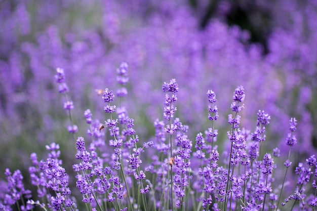 Lavendelbloem van dichtbij in een veld in Korea