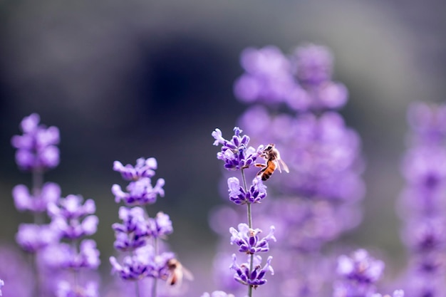 Lavendelbloem van dichtbij in een veld in Korea